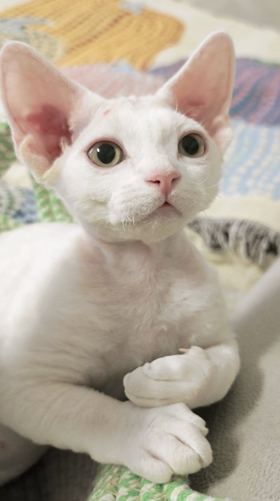 待售德文小母猫｜3月龄纯白“粘人精”找新家